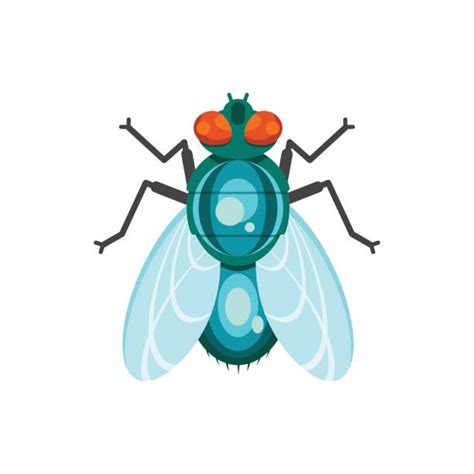 Best Housefly Illustrations Royalty Free Vector Graphics And Clip Art