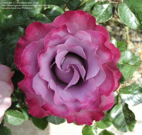 Woman with long hair flowers. PlantFiles Pictures: Floribunda Rose 'Angel Face' (Rosa ...