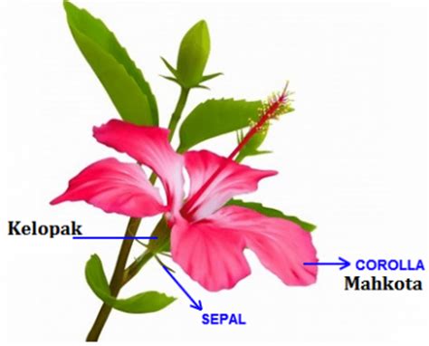 Kelopak bunga merupakan bagian terluar bunga dan sekaligus menjadi bagian yang paling terlihat. Bagian-bagian bunga dan fungsinya (Biologi) | Usaha321.net