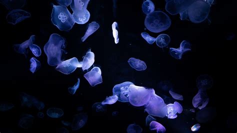 Jellyfishes 4k Wallpaper Underwater Deep Ocean Dark