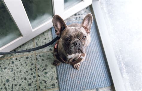 The shedding in frenchies will occur due to weather as it plays a major role. Do French Bulldogs Shed? - Everything You Need To Know ...