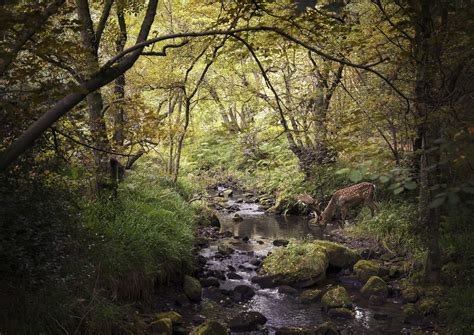 25 Of The Most Beautiful Forests In The Uk According To Instagram