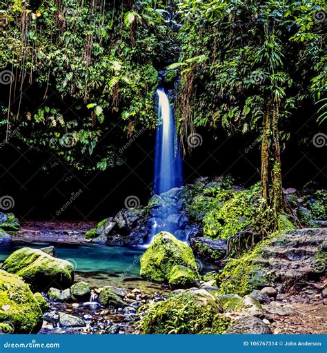 Island Of Dominica Rainforest Stock Photo Image Of Forest French