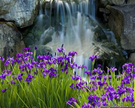 Download this free photo about purple flowers, flower, and discover more than 6 million professional stock photos on beautiful flowers bouquet mix of white, purple and violet eustoma. Iris - Flower wallpapers page 2 - Crazy Frankenstein