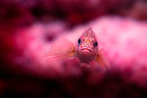Pink Fish Stock Image Image Of Rest Fish Water Bright 6929683