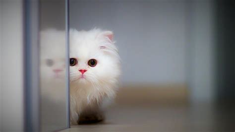 Kitten 3840×2160 Cat Cute 4k Wallpaper Hook