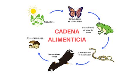 Cadena trófica Definición Importancia Tipos y ejemplos con diagrama