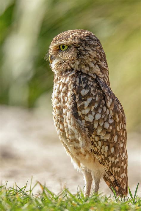 Burrowing Owl Athene Cunicularia Photograph By Gert Hilbink Pixels
