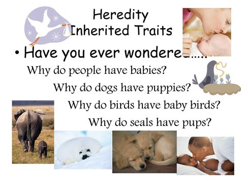 Ppt Heredity Inherited Traits Powerpoint Presentation