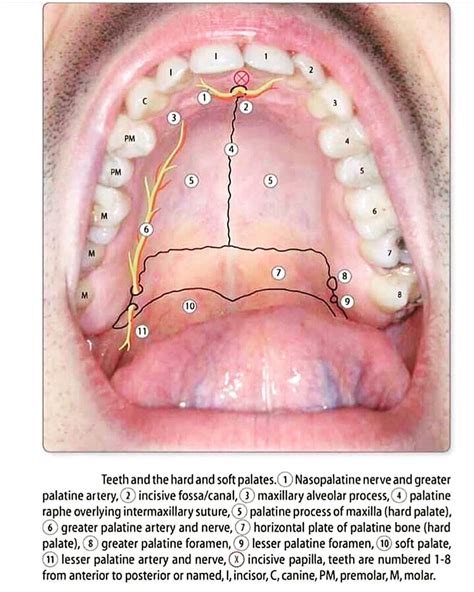 Anatomia Do Palato Duro