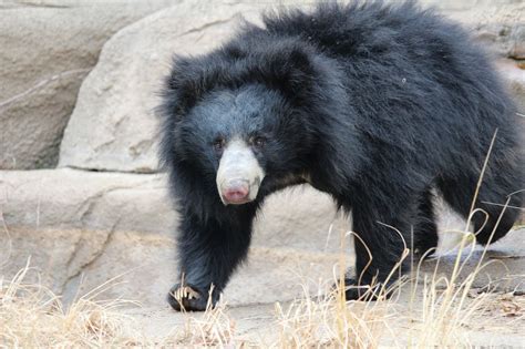 Find the perfect sloth bear stock photos and editorial news pictures from getty images. Philadelphia Zoo Announces Birth of Sloth Bear Cub ...