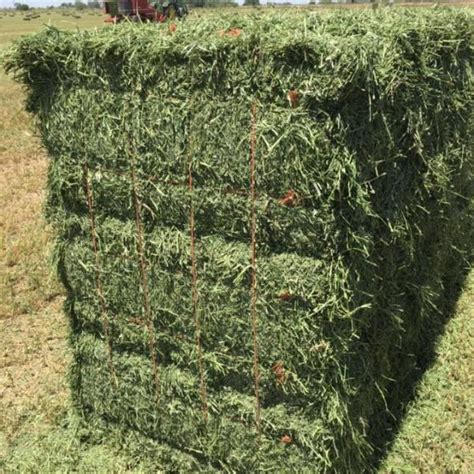 Alfalfa Hayid11564222 Buy South Africa Alfalfa Hay For Sale