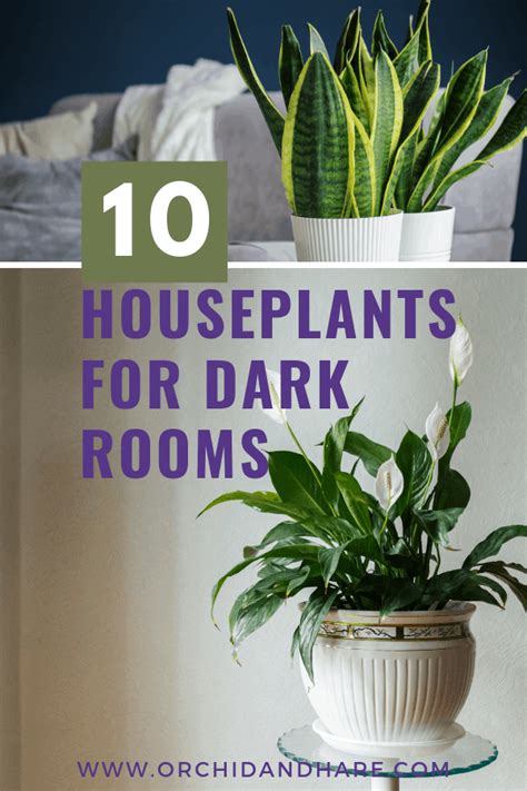Outdoor plants that grow without sunlight 5. 10 Low Light House Plants | Indoor Plants That Grow ...