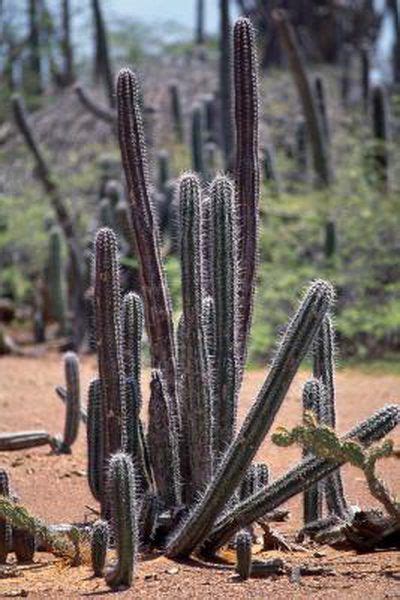 How To Root Columnar Cacti Plants Cactus Terracotta Plant Pots