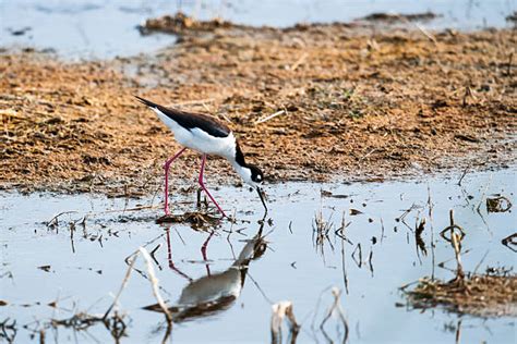 Long Legged Wading Birds Stock Photos Pictures And Royalty Free Images
