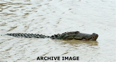 Video Monster Crocodile Captured From Sri Lankan River Lanka Daily