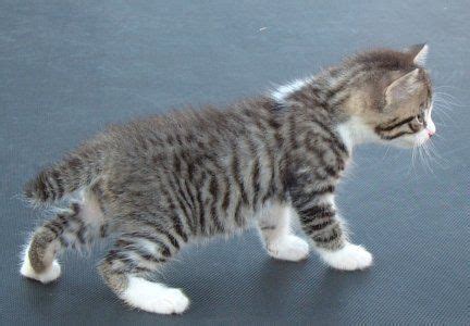 Manx kittens, cats for sale by reputable breeders. Manx, Polydactyl, & Polydactyl-Manx Kittens for Sale in ...