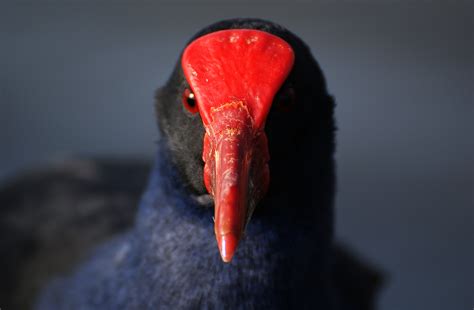 Black Bird With Red Beak Red And Black Bird Red Winged Blackbird Red
