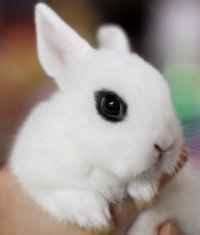 If you purchased your new rabbit, costs can range from us$5 to us$20+ depending on the store and breeder. AMAZING SHANERS MAGIC MINIATURE WHITE DWARF HOTOT BUNNY ...
