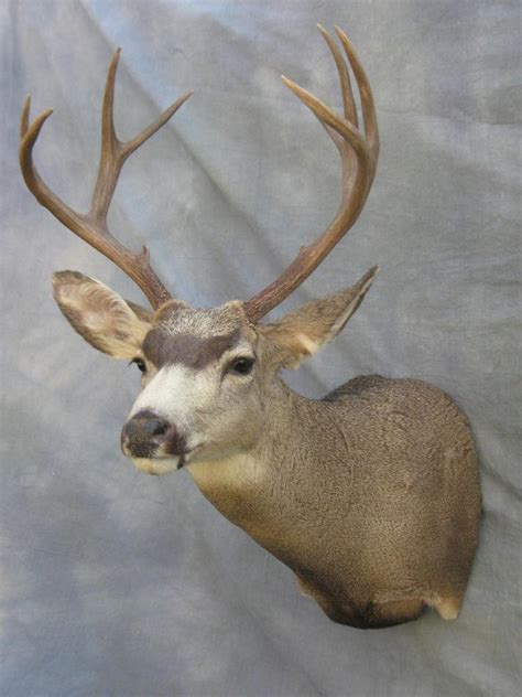 Showpiece Taxidermy South Dakota Deer Mount Taxidermist