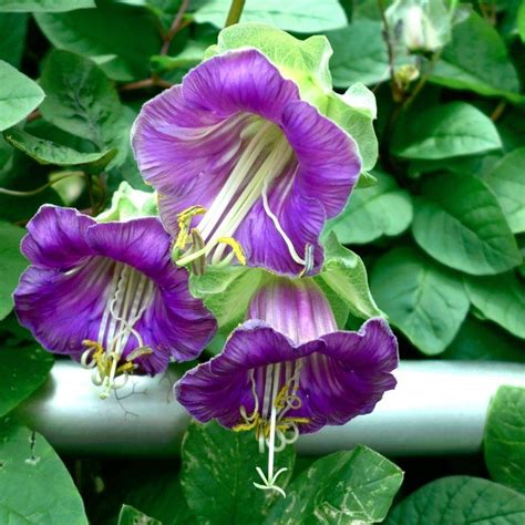Purple Cathedral Bell Vine Cobaea Scandens 8 Seeds Moonflower Vine