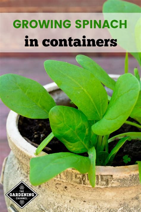 How to Grow Spinach in a Container - Gardening Channel