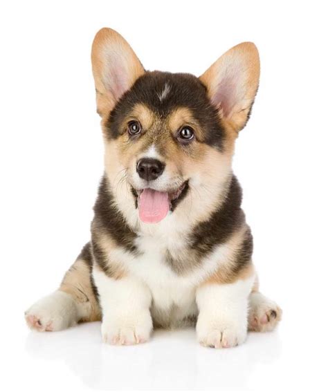 Our pembroke welsh corgi puppies for sale come from either usda licensed commercial breeders or hobby breeders with no more than 5 contact us today to learn more about the availability of our pembroke welsh corgi puppies for sale. Corgi Puppies For Sale In Florida | PETSIDI