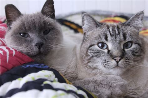Siamese Tabby Mix And Siamese Blue Point Mix Cats ねこ