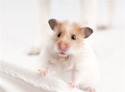 Syrian Hamster Stock Photo Image Of Brown Nose Gnawer 15455368