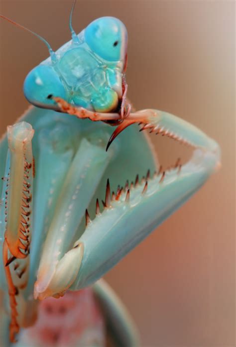 This Blue Praying Mantis Praying Mantis Insects Beautiful Bugs