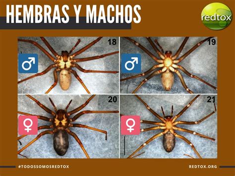 En caso de tropezar con una araña violinista, tendrás que proteger tus manos con guantes y trata de atraparla con movimientos cautelosos para evitar que se sienta amenazado. Antiveneno contra araña violinista ya se encuentra ...