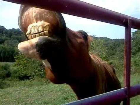 At buckshot farms, you will find well bred, talented horses. show me your teeth buckshot (the horse) - YouTube
