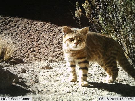We did not find results for: Пампасская кошка (лат. Leopardus colocolo). Энциклопедия ...