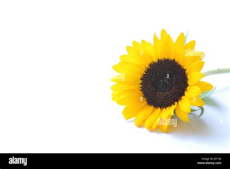 Japanese Yellow Sunflower Isolated Stock Photo Alamy