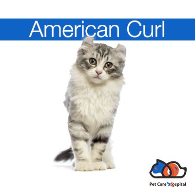 Our hospitals have been providing veterinary health care to the modesto/manteca communities for over 50 years. All Cat Breeds | A-Z Cat Breeds | Dwarka Pet Centre | Pet ...