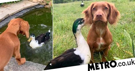 Dog And Duck Are Best Friends Sharing Food Cuddling And Playing