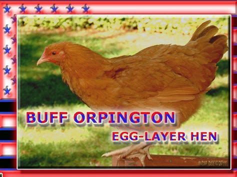 The Best Urban Backyard Egg-Laying Hen Breeds | Laying 
