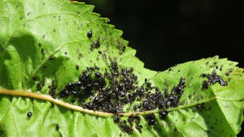 Various little black bugs favor peach trees (prunus persica). Peter Cundall: Stamp out the spring pests | The Weekly Times