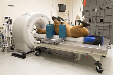 Imaging Cornell University College Of Veterinary Medicine