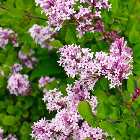 Red Pixie Lilac Tree Syringa ‘red Pixie For Sale