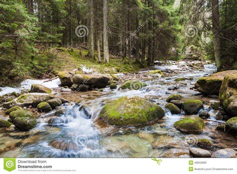 Forest River Stock Photo Image Of Color Landscape Moss 40643990
