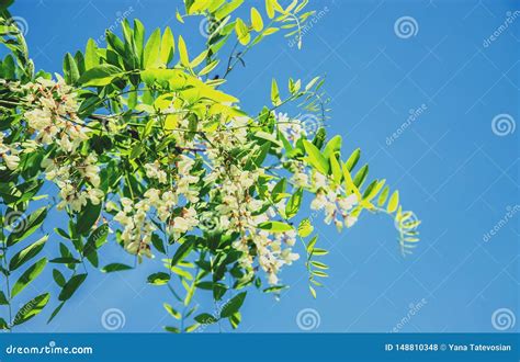 Flowering Acacia Tree In The Garden Selective Focus Stock Photo