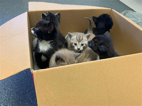 Dehydrated kittens abandoned in a box are lucky to be alive – Isle of