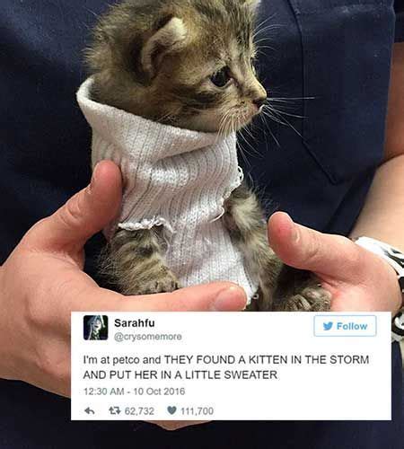 These Cat Tweets Are The Perfect Pick Me Up When Youre Feeling Down