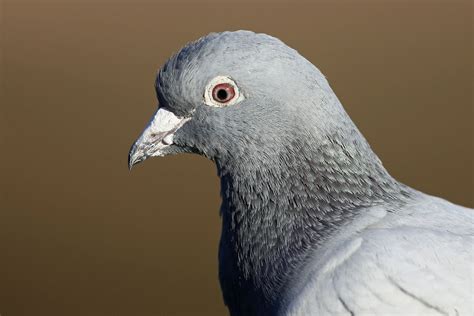 Feral Pigeon Stock Dove Feral Pigeon Wood Pigeon Racing Pigeons