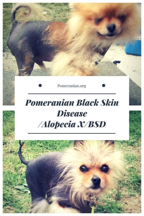 Black Skin Disease Pomeranian Skin Diseases Black Skin Pomeranian