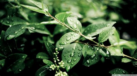 Download Green Plant Leaves After Rain Wallpaper 1920x1080 Wallpoper