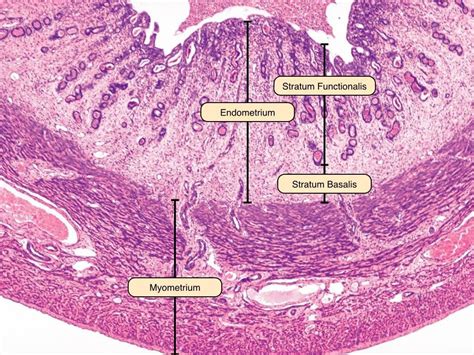Histology Of Uterus Mammary Gland Placenta