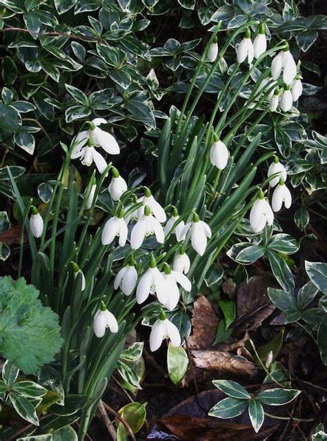 Snowdrops Lovely Snowdrops In My Garden I Have Several An Flickr