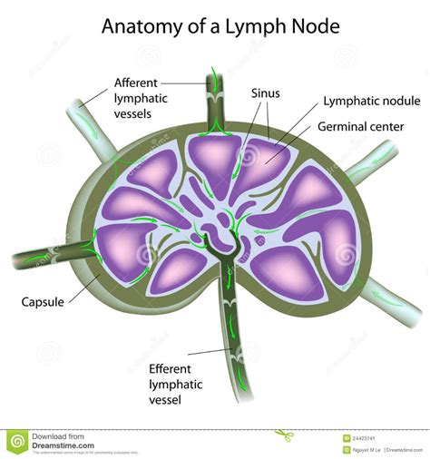 Illustration About Cross Section Of A Lymph Node Eps10 Illustration